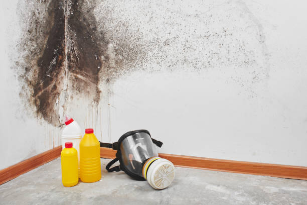 Best Local Mold Removal Service  in Inverness, CA