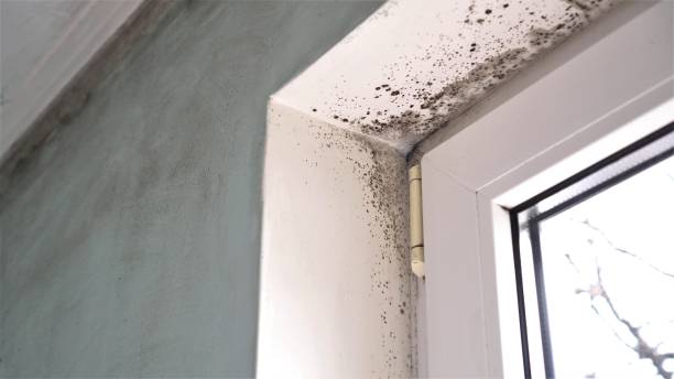 Office Mold Removal Services in Inverness, CA