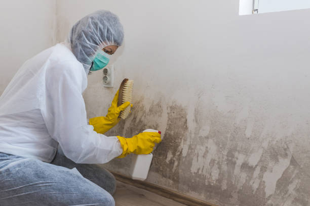 Best Attic Mold Removal  in Inverness, CA