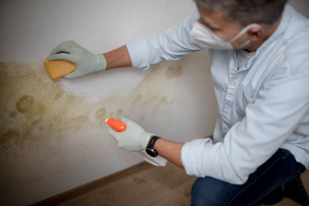 Best Mold Removal Specialists  in Inverness, CA