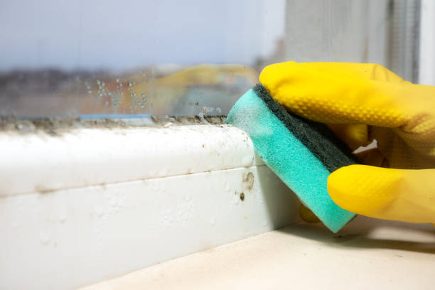 Best Same-Day Mold Removal  in Inverness, CA