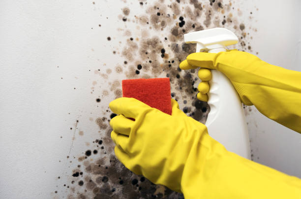Best Residential Mold Removal  in Inverness, CA