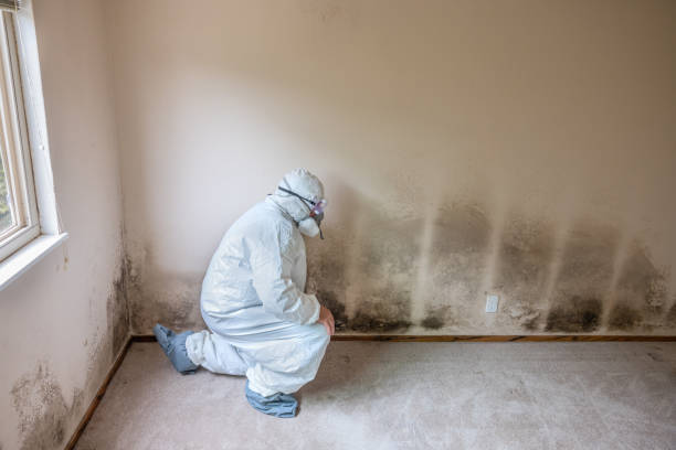 Best Office Mold Removal Services  in Inverness, CA