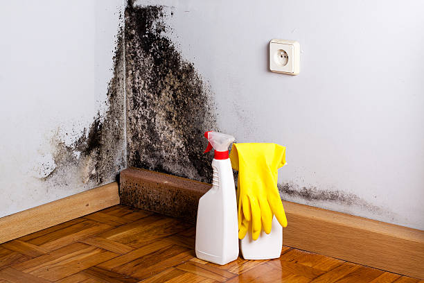 Best Home Mold Removal  in Inverness, CA