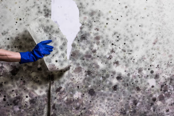 Best Black Mold Removal  in Inverness, CA