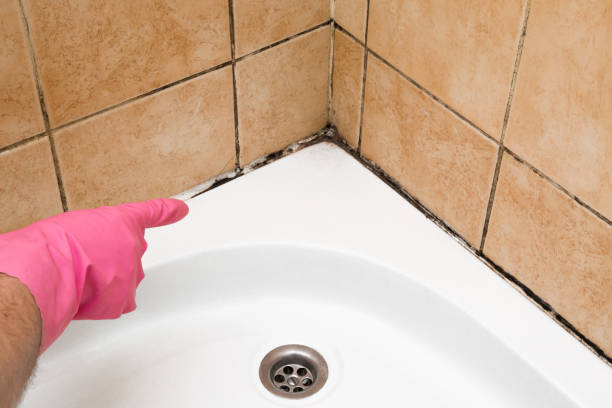 Best Attic Mold Removal  in Inverness, CA