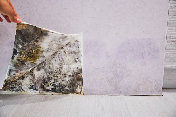 Best Residential Mold Removal  in Inverness, CA